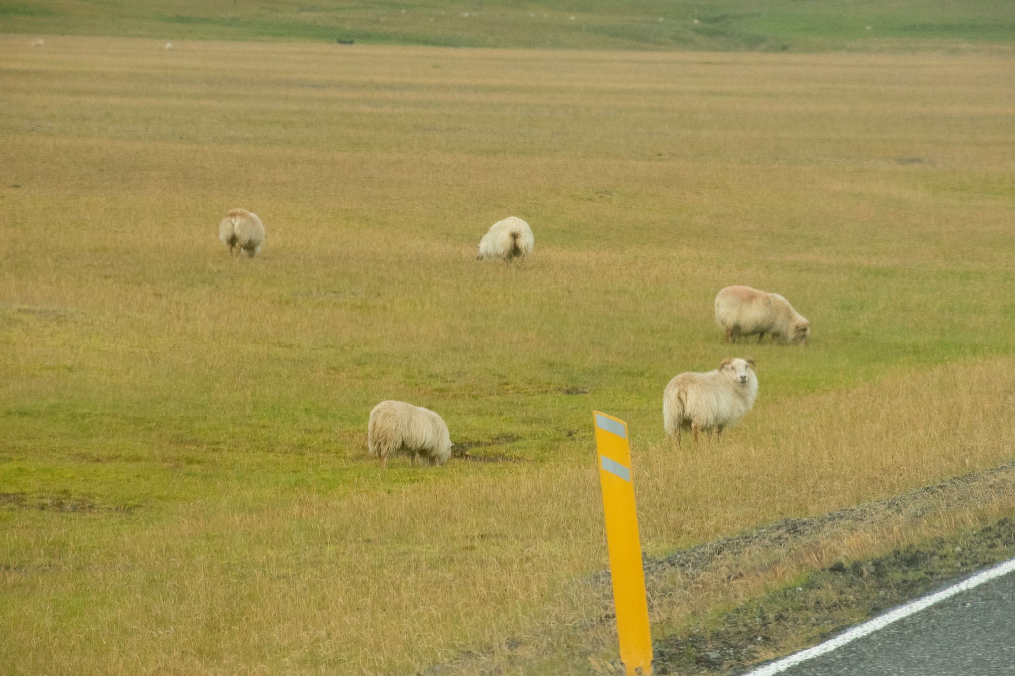 42324431_10156723605534282_6256576201221996544_o